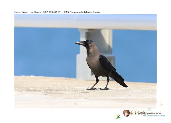 house crow